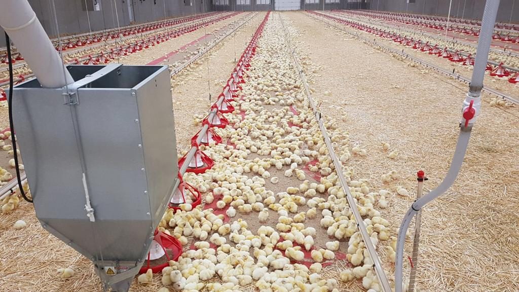 Dense chick swarm at feeder